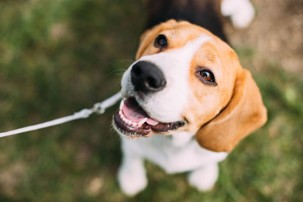 Beagle, Gaithersburg Vets