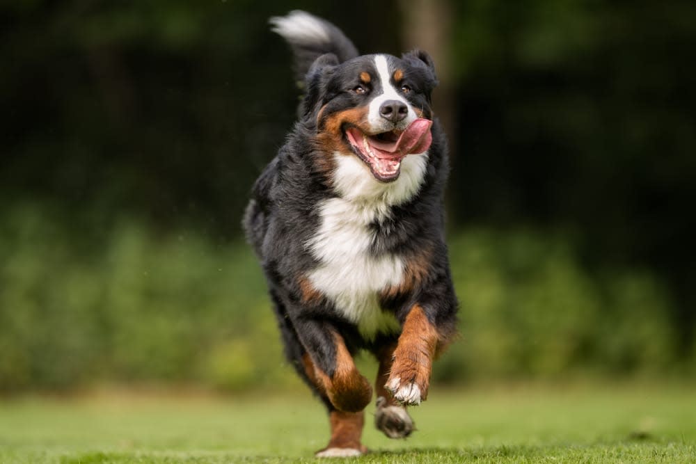 Bernese Mountain Dog, Gaithersburg Vets