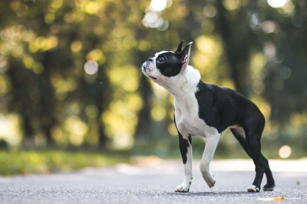 Boston Terrier, Gaithersburg Vets