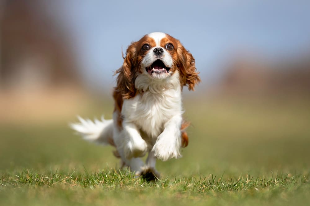 Cavalier King Charles Spaniel, Gaithersburg Vets