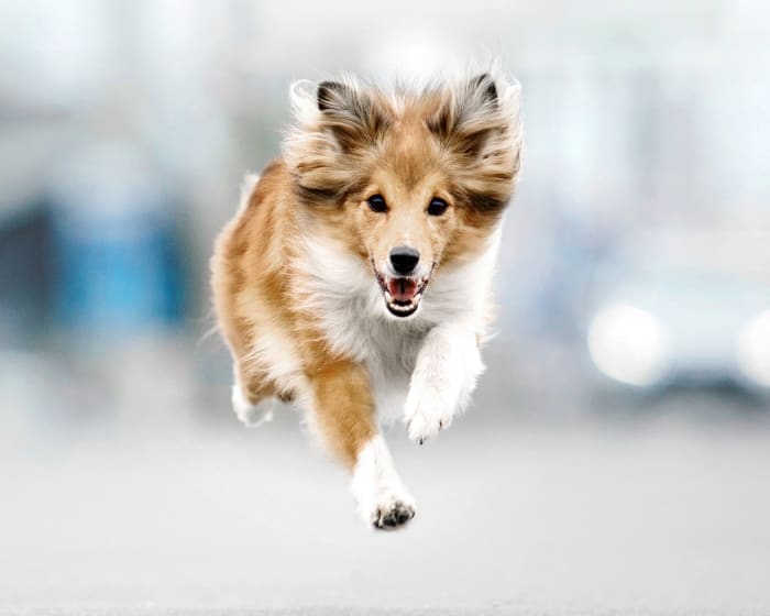 Veterinary Sports Medicine, Gaithersburg Veterinarians