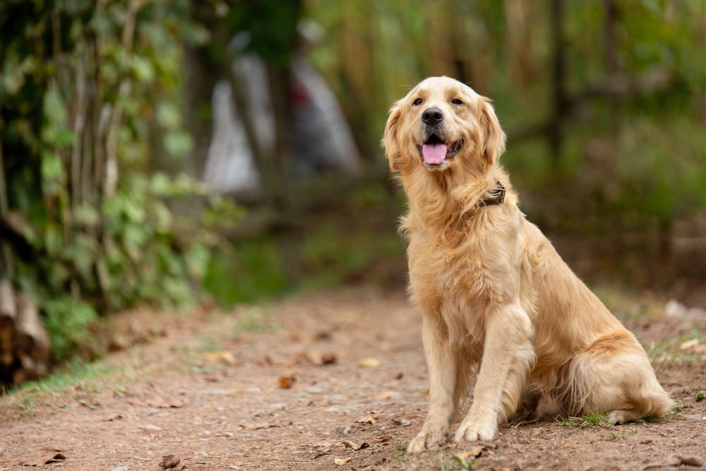 Golden Retriever, Gaithersburg Vets