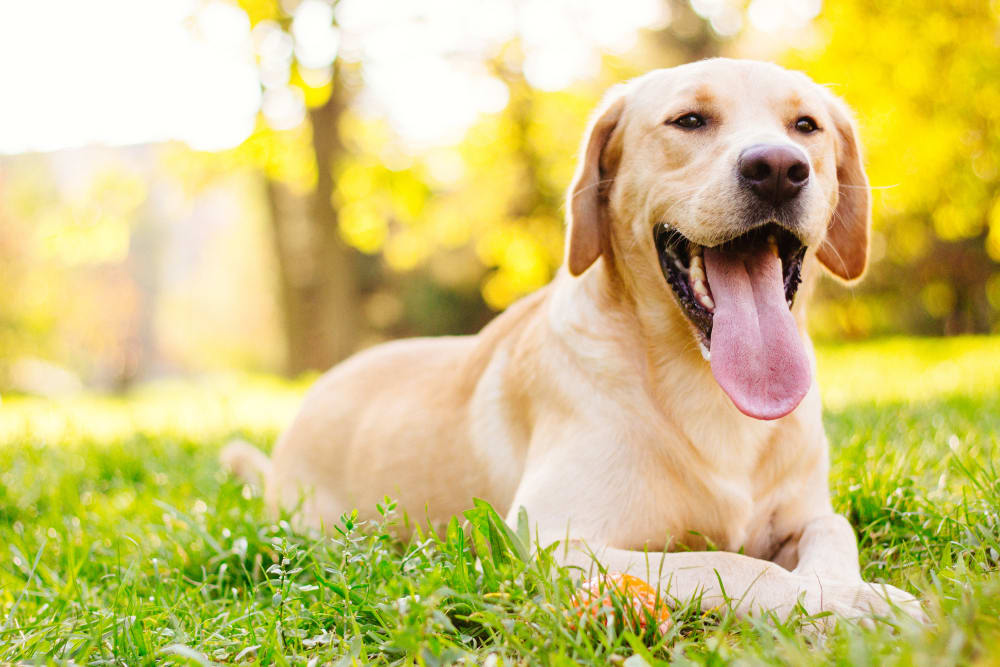 Labrador Retriever, Gaithersburg Vets