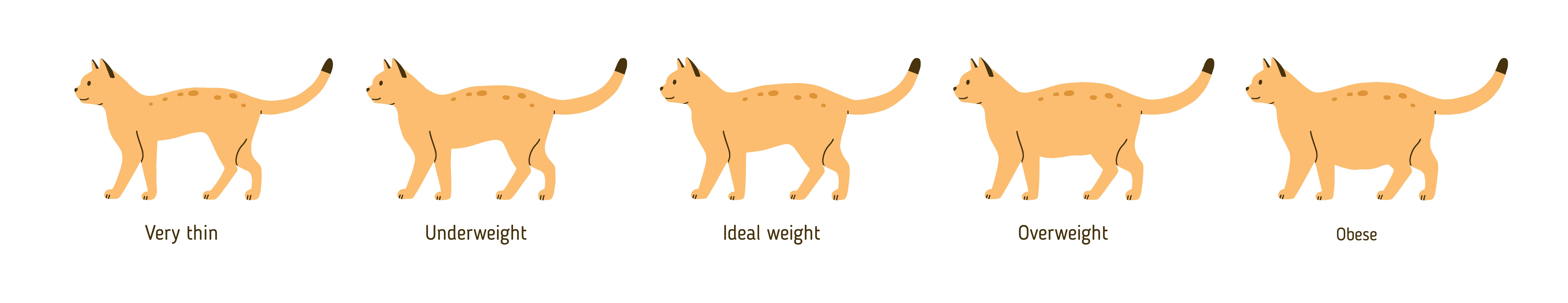 overweight cat chart